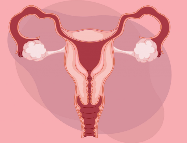Ovarium pada Reproduksi Wanita!